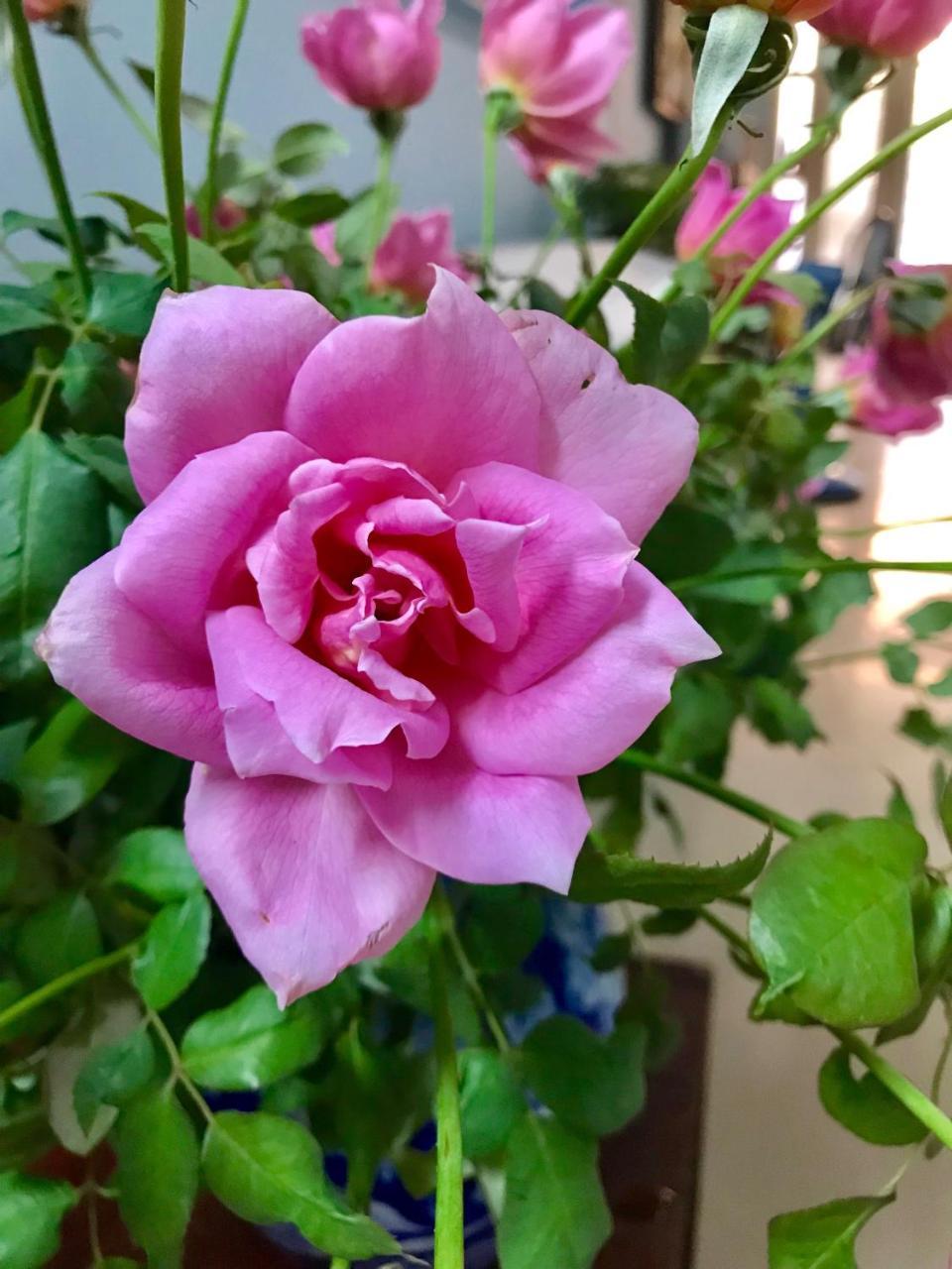 The Rose Home Hanoi Exteriör bild